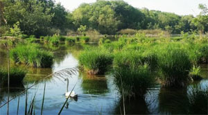 The flooded forest of Punta Alberete